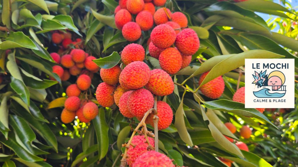 Mochi La Réunion – Saint-Pierre la cueillette de letchis au verger de Mahavel